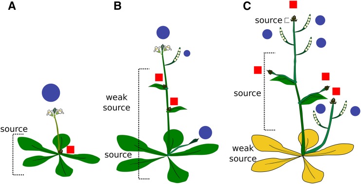 Figure 7.