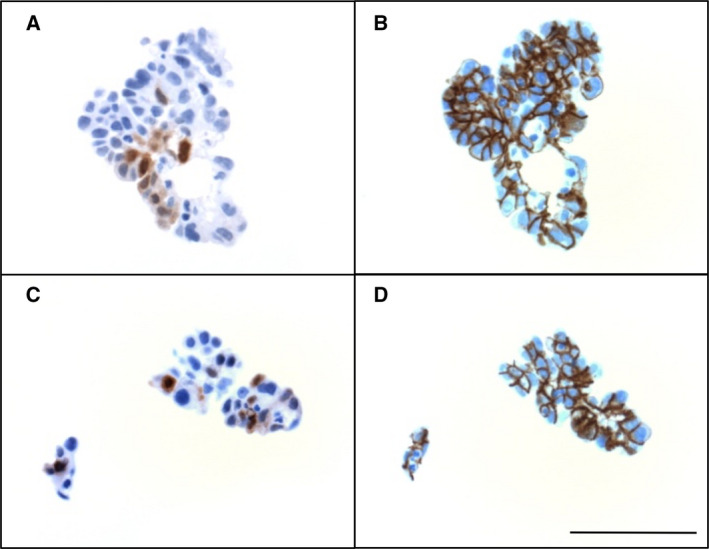 Fig. 5