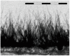 Figure 29