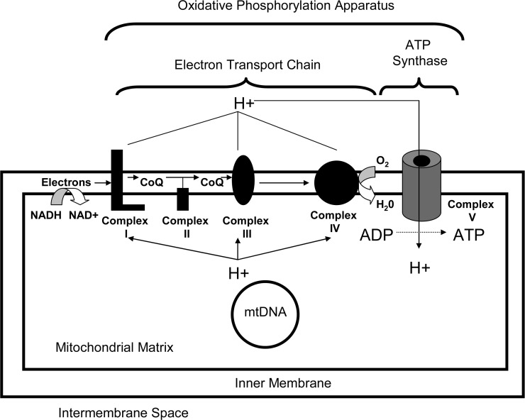 FIG. 2.