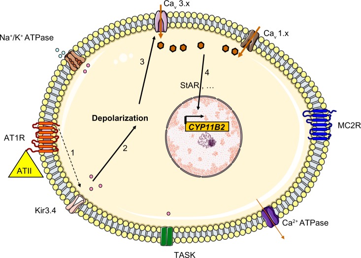 Figure 2