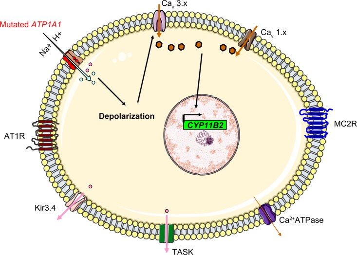 Figure 5