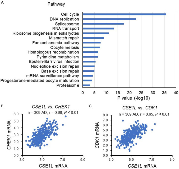 Cse1l Silencing Impairs Tumor Progression Via Met Stat3 Pd-l1 Signaling 