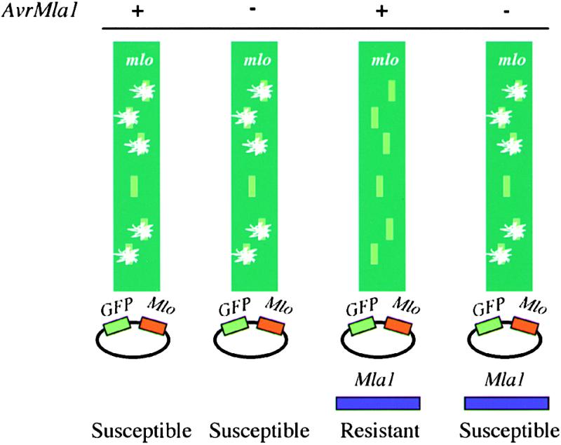 Figure 2.