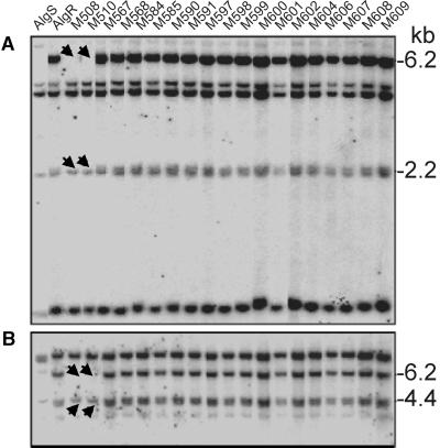 Figure 5.