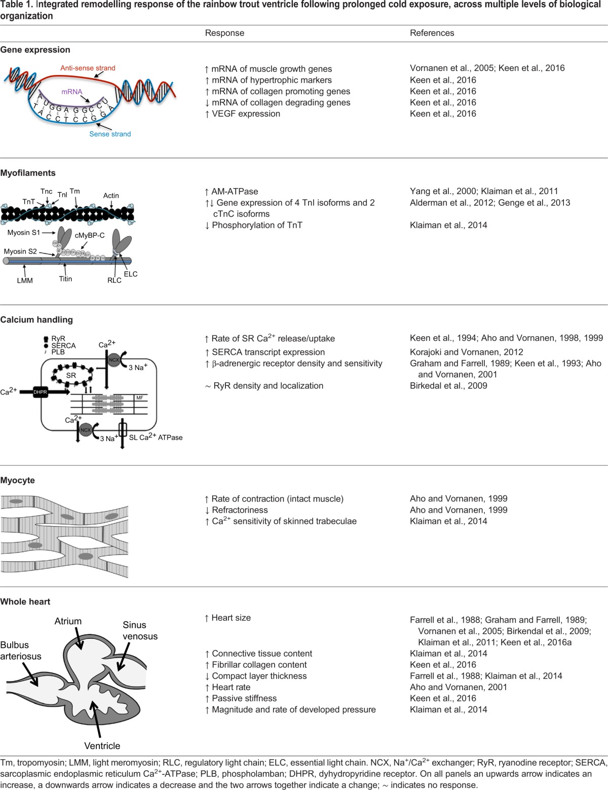 graphic file with name jexbio-220-128496-i1.jpg