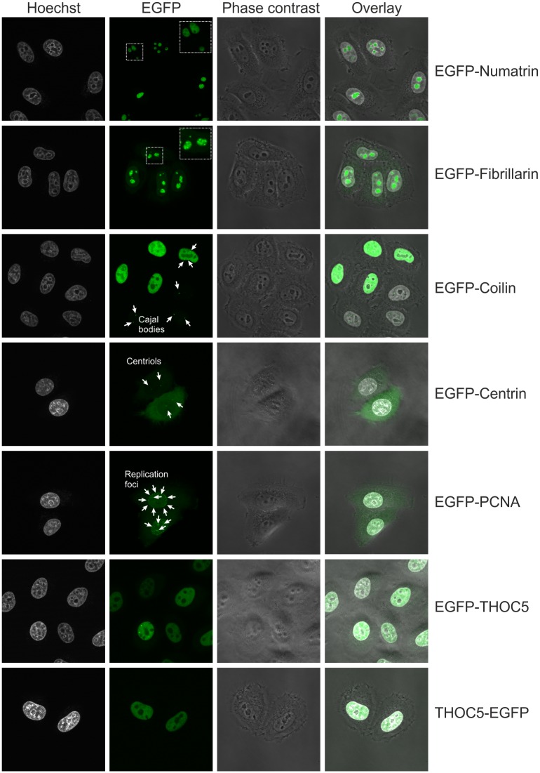 Fig 4