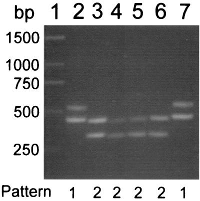 FIG. 1