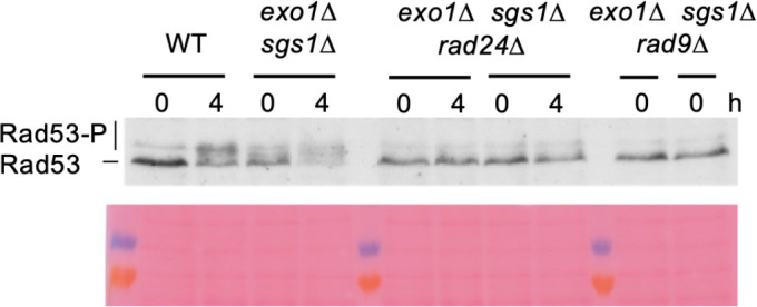 Figure 2—figure supplement 2.