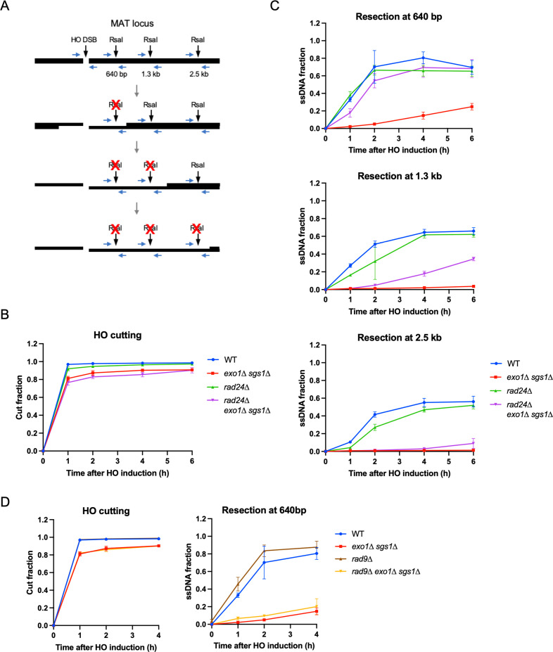 Figure 3—figure supplement 1.