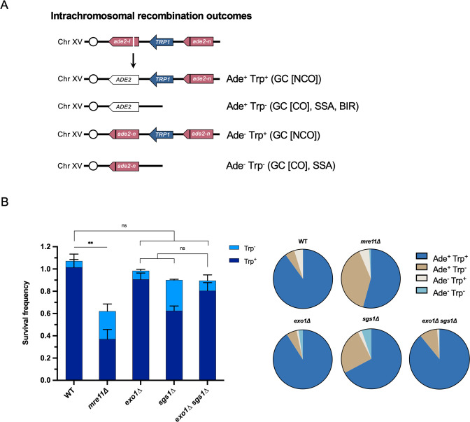 Figure 1—figure supplement 1.