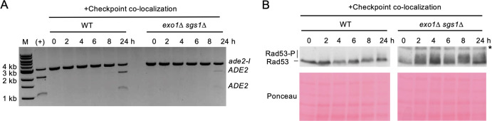 Figure 4—figure supplement 2.