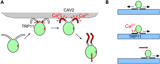 Figure 7