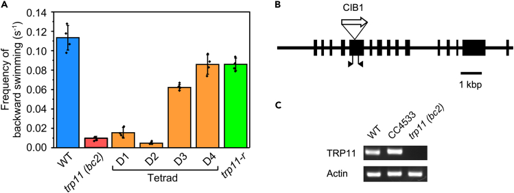 Figure 1