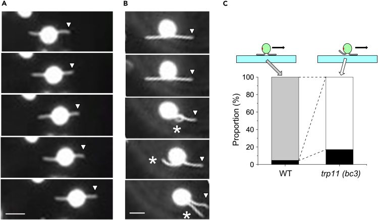 Figure 5