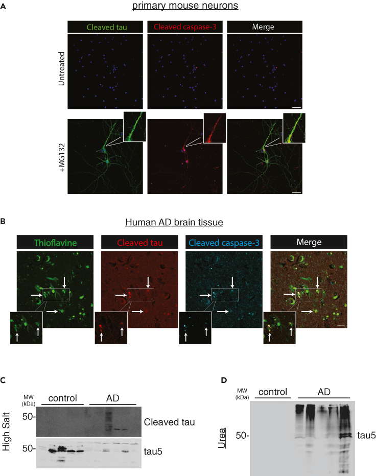 Figure 2