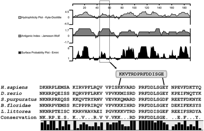 Fig. (1)