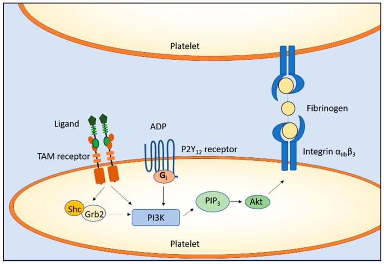 The Dual Role of TAM Receptors in Autoimmune Diseases and Cancer: An ...