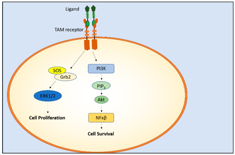 The Dual Role of TAM Receptors in Autoimmune Diseases and Cancer: An ...