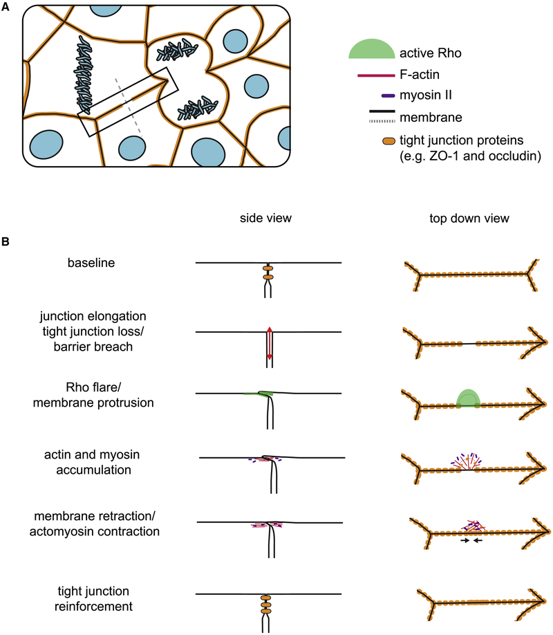 Figure 7.