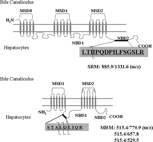 FIGURE 1.