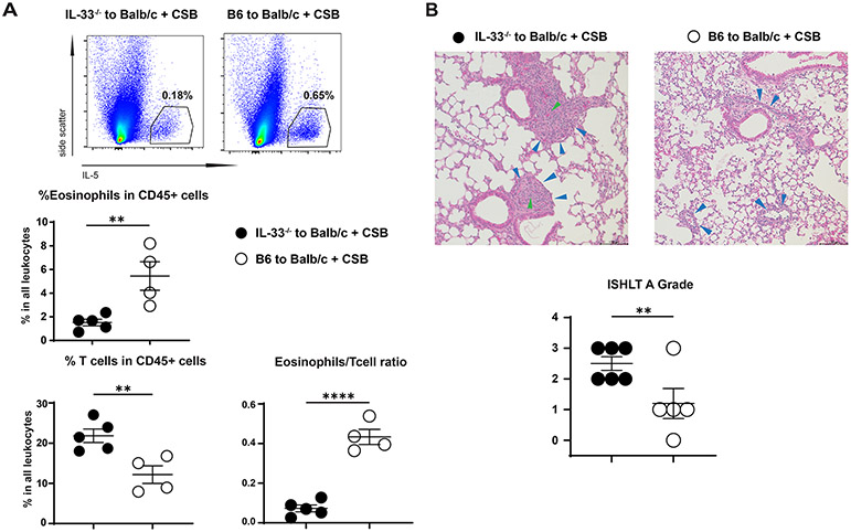 Graft acceptance depends on donor IL-33 expression in donor.