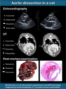 graphic file with name VMS3-11-e70359-g004.jpg
