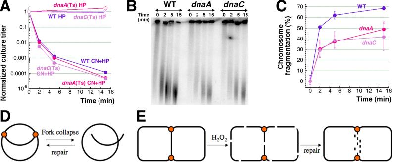 Fig. 8