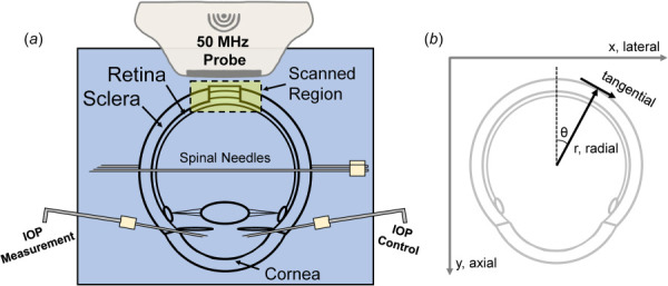 (a) Experimental setup of human donor globe inflation with high-frequency ultrasound imaging of the PPR, PPS, and ONH. (b) Illustration of the image scanning coordinate system (x/lateral, y/axial) and the polar coordinate system used to calculate radial and tangential strains.