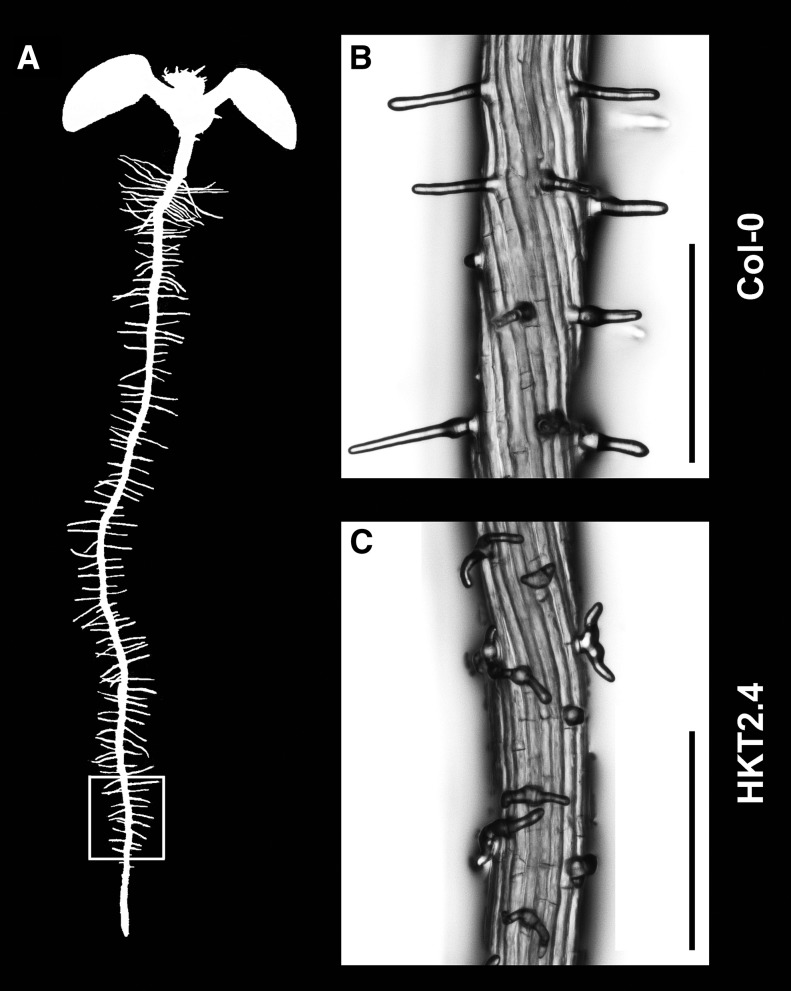 Figure 1.