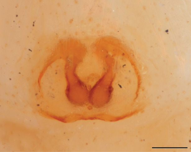 Figure 10b.