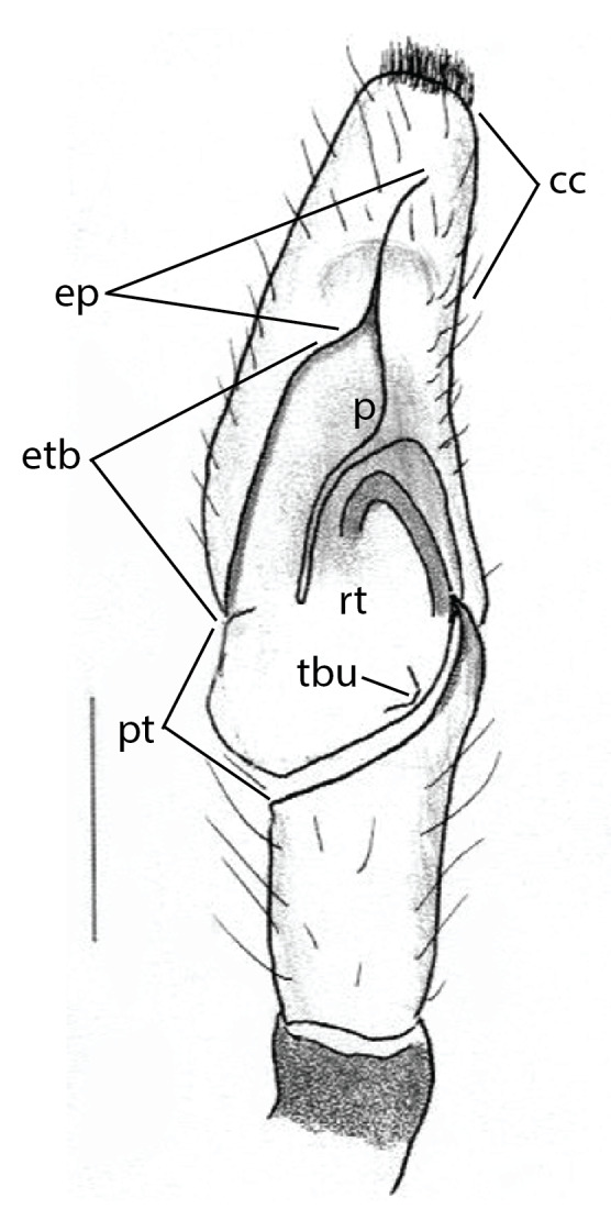 Figure 1a.