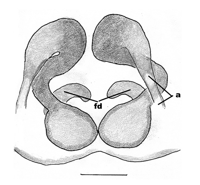 Figure 11b.