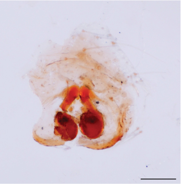 Figure 4b.