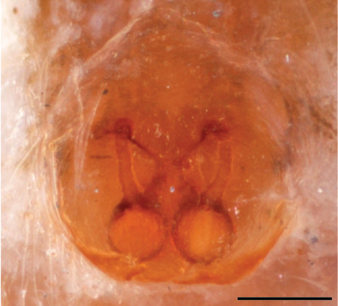 Figure 9c.