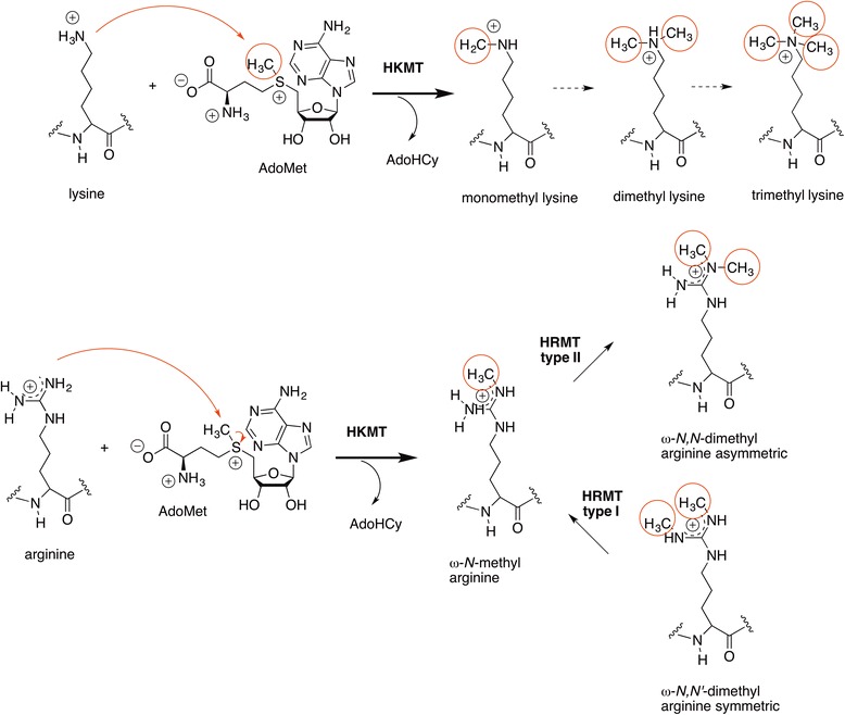 Scheme 6