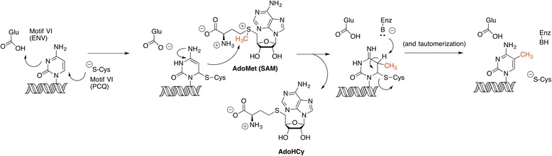 Scheme 5