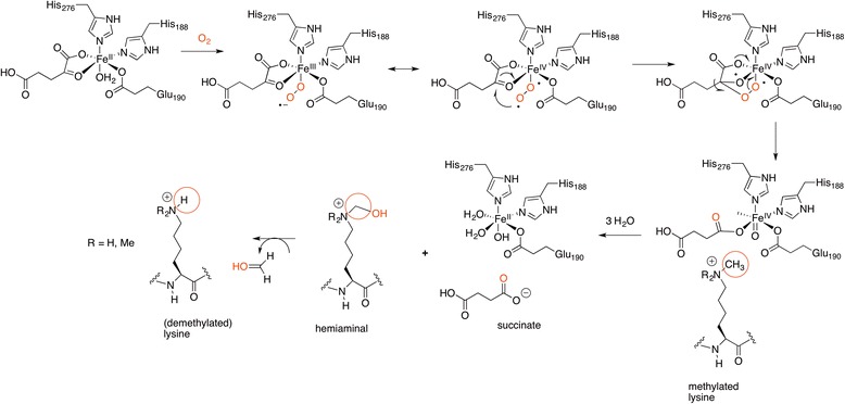 Scheme 8