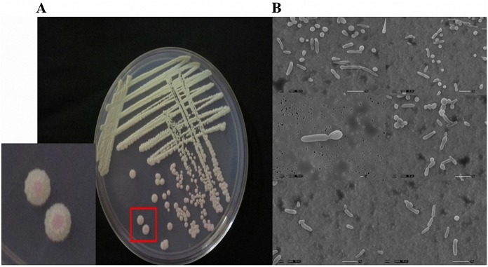 Fig 3