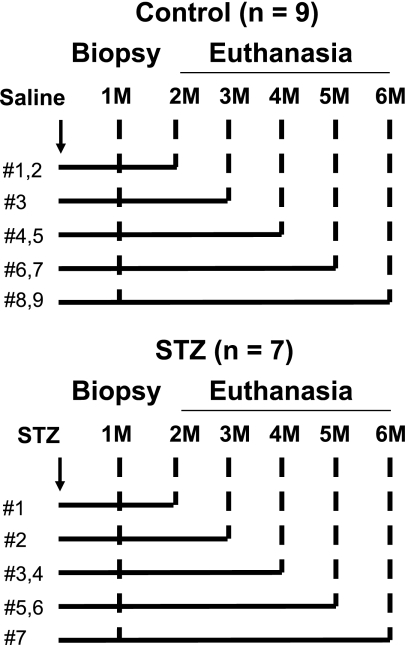 FIG. 1.