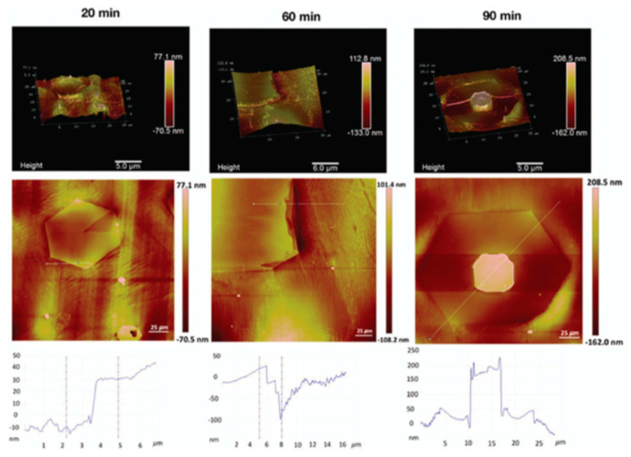 Figure 31