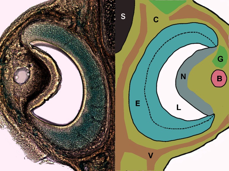 Fig. 1