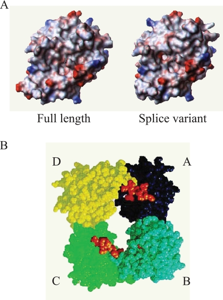 FIGURE 4.