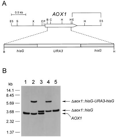 FIG. 1