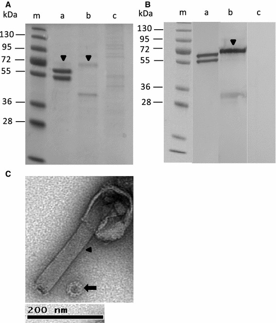 Fig. 1