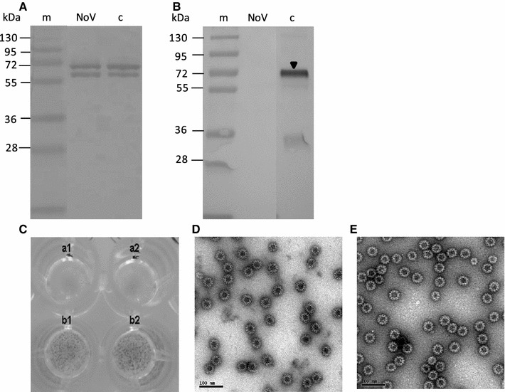 Fig. 4