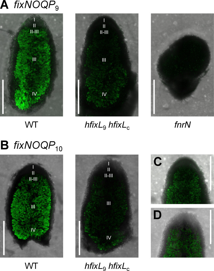 Fig 7