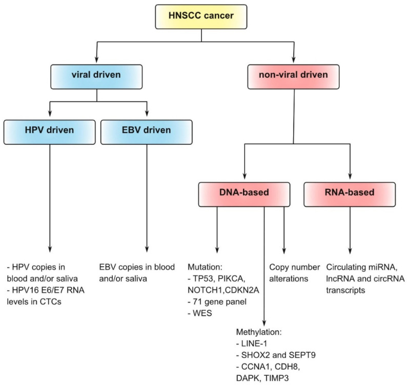 Tracking The Molecular Fingerprint Of Head And Neck Cancer For 