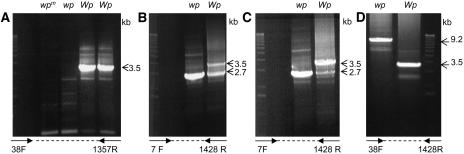 Figure 7.