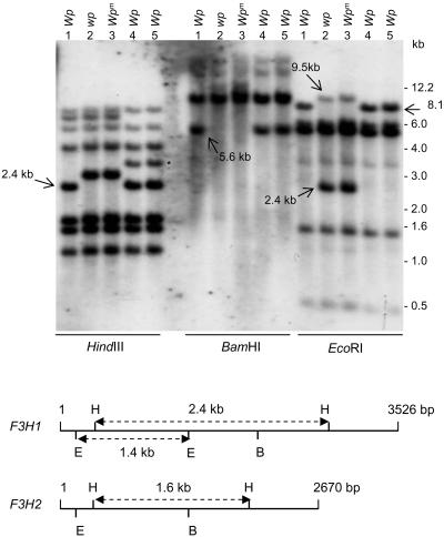 Figure 4.